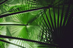 Palm fronds are lush and illuminated in green light.